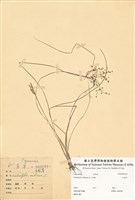 藏品(四稜飄拂草)的圖片